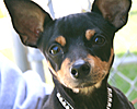  Animals - Dogs, Cats - 